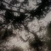 growagardenn_12
