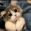 koky_k67