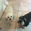 i_like_dogs71