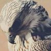 ibrahim.alarandas