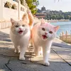 catflixcomedy