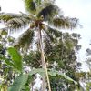 peller_0872