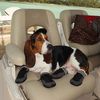 Lucky the Basset