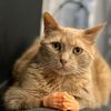 carltheorangecat