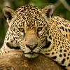 animalwild56