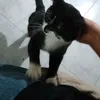paquit000.6