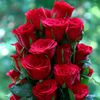 muhmmad.haseeb95