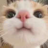 petsfofuxinhos