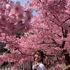 hoa.huong.duong128912