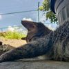dinda.safitri481