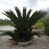 iolandaamato1