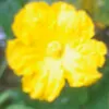 hanhnguyen90469