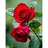 raju1234460