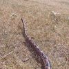 hey_look_a_snake