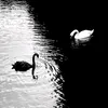 darya_kalare