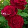 user70193087772581