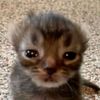 pawprintsoul
