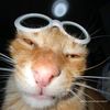 helloimcat13
