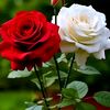 user2295091517545