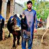 musharaf.jutt.5911