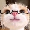 farah.ebrahiem1