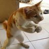 royco_ayam85