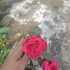 momotha079