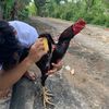 LATO FRAM