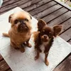 swissminidogs