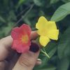 flower3772