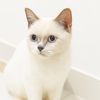 besty.kwecing