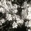 letoky7