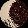 zuldaan.mustfe