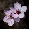 fleur.de.sel55