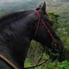 Mundo dos cavalos