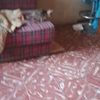 gabrielacanidog53