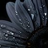 Black Black
