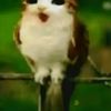 sir_meow_