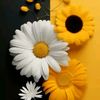 rana.farag77