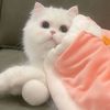Kitty