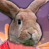 _krolik54_