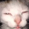 x_miaumiau_x_