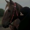 asma_00435