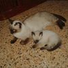 loaysminou0