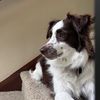 ablazedogmom