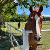 Hooves Of Hope Sanctuary
