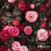 www.tiktok.rema.quee
