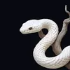 .willisilli