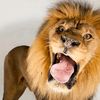 crazy.54.lion