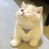 chip_duong_ngo_khai